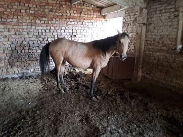 Другие животные: Семиз байтал сатылат 3жаш карабалтада