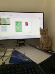 отдам котенка в добрые руки: Мышык бекер берилет: Породасыз, 4 айлык, Ургаачы, Лотокко барууга үйрөтүлгөн, Курттардан тазаланган