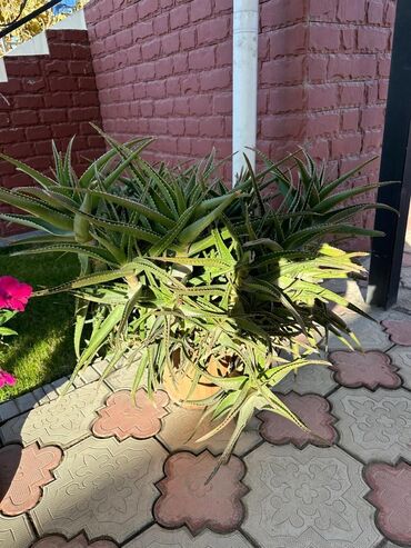 Çöl bitkiləri: Продаю большое, здоровое алоэ 🌿 Крепкое растение, отлично приживается