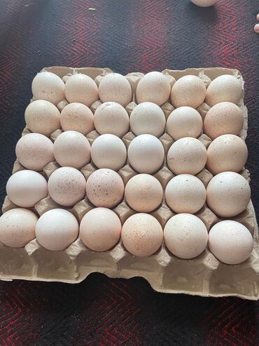 А/ч жаныбарлары үчүн тоюттар: Индюшиные яйца. 150 сом/штука