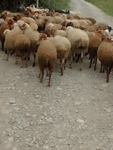 Dovşanlar: Qoyun sürüsü – qarışıq rəngli və yaşlı heyvanlar - Məhsul: Qoyunlar
