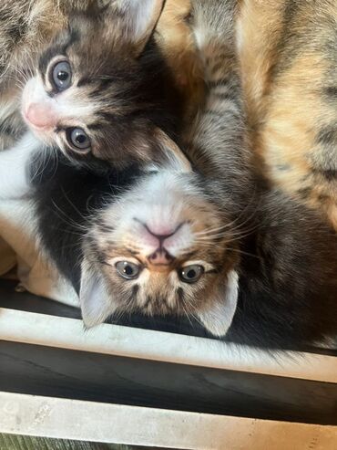 отдам котенка в добрые руки: 2 месяца, Девочка, Приучена к лотку