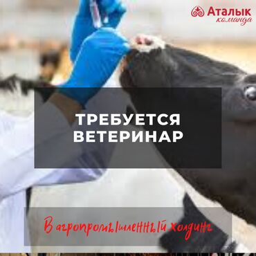 Ветеринары: Требуется Ветеринар, Оплата Ежемесячно