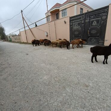 Quzu: Salam hervaxdız xeyir saxlamlıq quzularm cxdı satqa isdiyen elaqe — 26