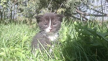 pitomnik temir: Готовы к брони! Котята домашние, короткошёрстные, разнообразных — 2