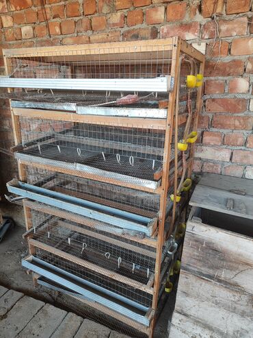 дом кошек: Продаю | Куры | Несушки