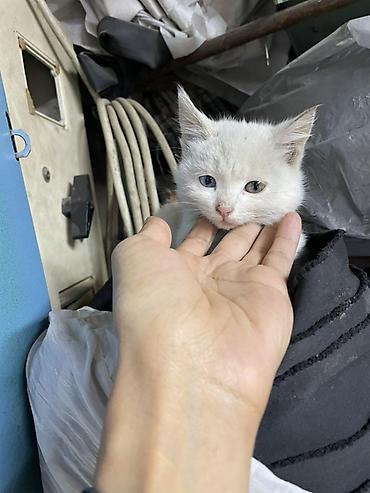 Үй жаныбарлары: Котёнок с гетерохромией (разные глаза) - Окрас: молочно-белый - — 1