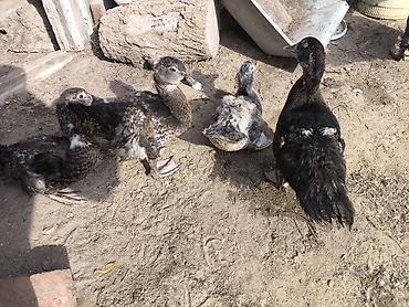 bildircin satilik: Lal ordekler 3 aylıq qiymət bir ədədi 12 manat ünvan — 5