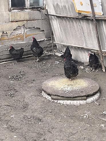 Куры, петухи: Продаю | Куры | Домашняя | Несушки — 3