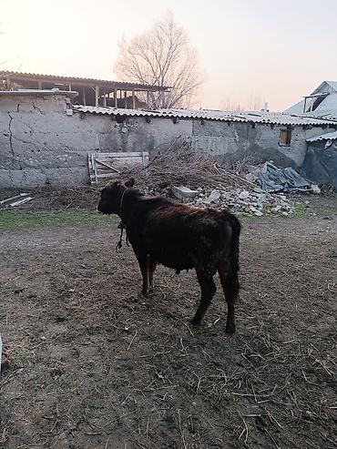 Коровы, быки: Продаю | Бык (самец) | Абердин-ангус | На откорм | Искусственник — 1