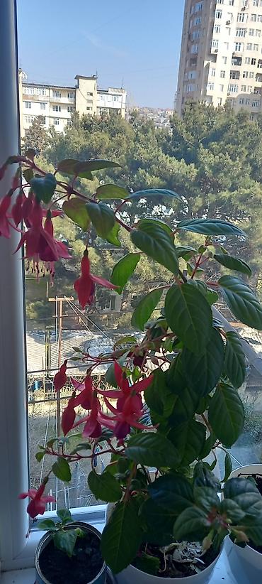 nokia yarpaq: Məhsul: Otaq bitkiləri – Fuksiya (Fuchsia), Qızılgüləoxşar — 2