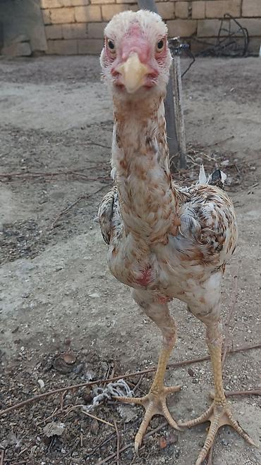 Xoruzlar: Xoruz, Heyratı, il: 2, Ünvandan götürmə -da lalafo.az — 11 Xoruzlar: Xoruz, Heyratı, il: 2, Ünvandan götürmə — 11