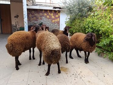 kənd toyuğu: Qoyun. Qoç. Qala cinsi damazliq erkekler. Qiymətləri 400-800 manat