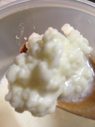 Mlečni proizvodi, jaja: Prodajem gljive za spravljanje tibetanskog kefira. Količina je — 4