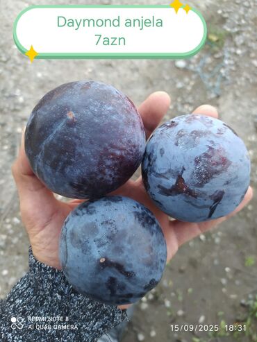 Şitillər: Salam Güllər Rusiyada gelib xarici gülldü nömrədə whatsapp var — 17