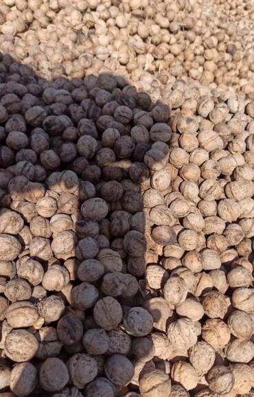 Сухофрукты, орехи, снеки: Продаю срочно гредские орехи есть примерно 150 кг кожура тонкая, цена