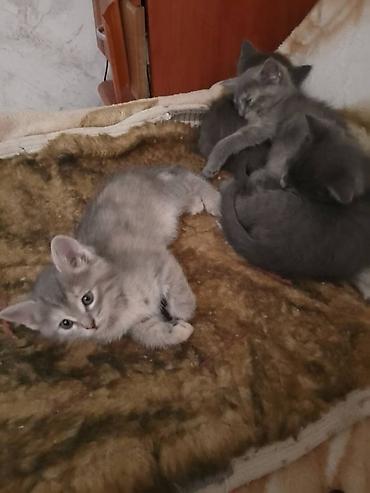 рыжие котята: Отдам котят в добрые руки Обычные котята 2 серые девочки 2 Дымчатых — 3