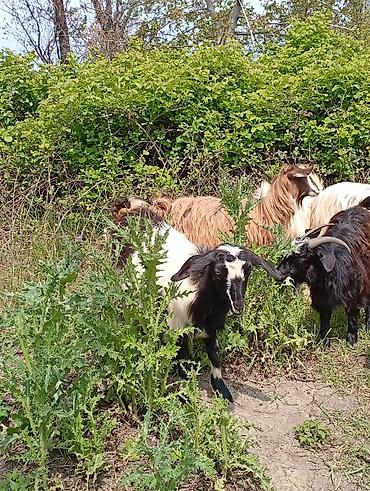 Keçilər, çəpişlər: Salam keçilər kom satılır.Cəmi 8 başdır. 1 ədəd hələbdən dönmə 1 — 2