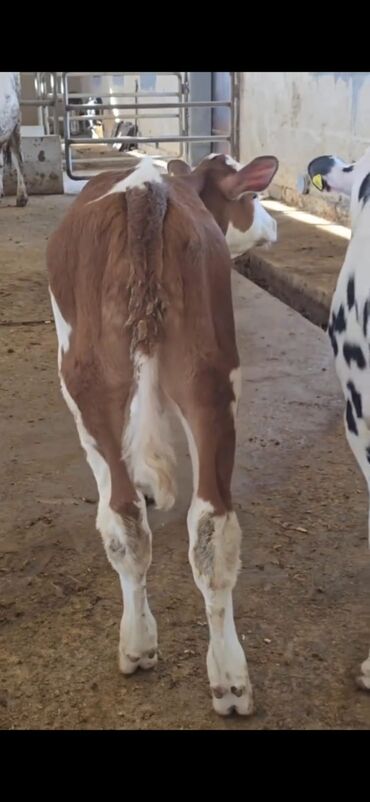 Dana, buzov: Məhsul: Dana (2 ədəd) Təsvir: - Cins tip: süd istiqamətli seleksiya – — 4