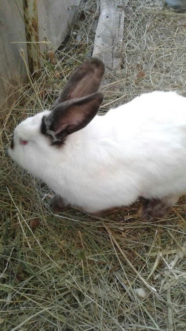 Декоративные кролики: Кролики — 2