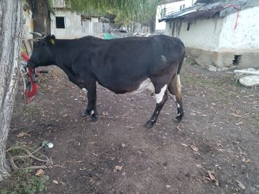 продажа карова: Карова