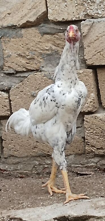 Xoruzlar: Xoruz, il: 1, Ünvandan götürmə — 9