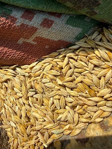 кой сойобуз: Продам ячмень на посев, 6 рядный Арпа сатылат уронго, 6 кырлуу — 1