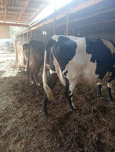 куплю каров: Продаю | Корова (самка) | Швицкая | Для разведения, Для молока | Стельные — 1