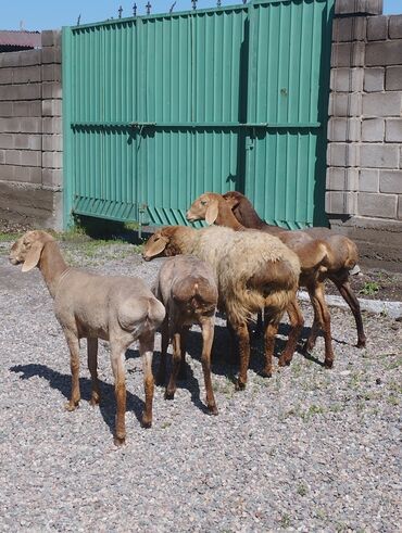 Животные: Продаю | Овца (самка), Ягненок | Арашан | Для разведения | Матка, Ярка