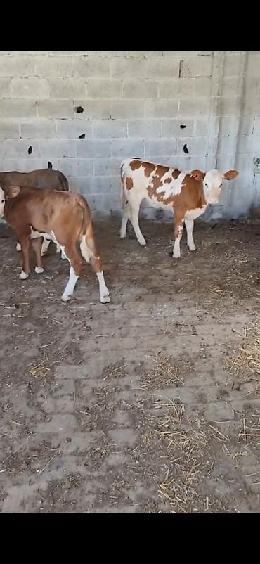 Dana, buzov: Satılır: 3 baş dana - Cins: qarışıq südlük-ətlik tip (qırmızı-ağ — 3