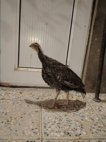 simmental ineklerin satisi: 1 ədəd ay yarımlıq bronz hinduska balası satılır istəyən buyursun