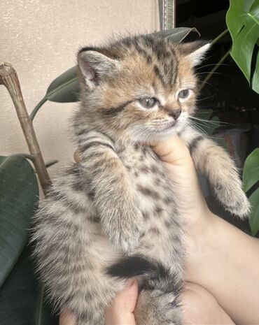 Pişiklər: Şotland — 5