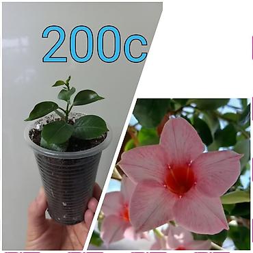 Бегонии: Бегонии и абутилон — укоренённые саженцы в стаканчиках/горшочках. 1) — 8