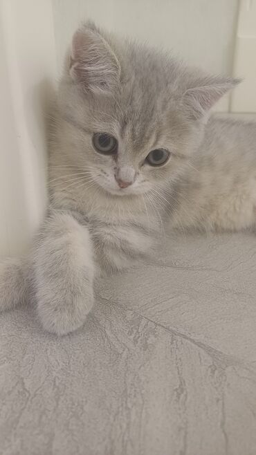 кот в добрые руки: Шиншилла, Самка, В добрые руки, Самовывоз