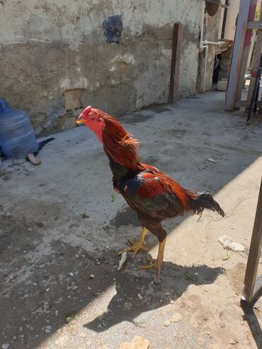 quş: 1 yaş bir gözündə prablem var amma yaxşı heyvandı