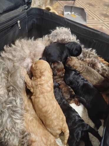 продам собаку объявление: Maltipo balası rəngə görə qiymət deyişir