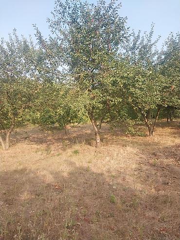 Torpaq sahələrinin satışı: 25 sot — 8