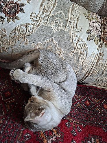 кошки бишкек купить: 3 месяца, Девочка, Приучена к лотку — 3