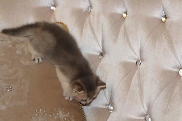 Pişiklər: Qızıl şinşilla, Erkək, Dişi — 7