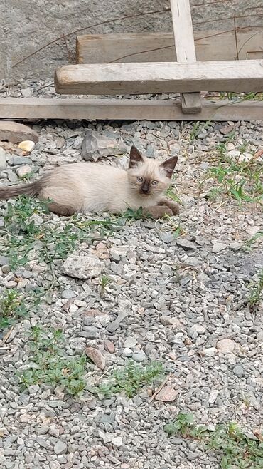 абиссинский кот: Котята бесплатно 

Ак ордо