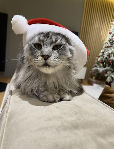 джинсовая одежда для девочек: 🐈 В связи с частыми отъездами отдам котика в добрые и заботливые руки — 2