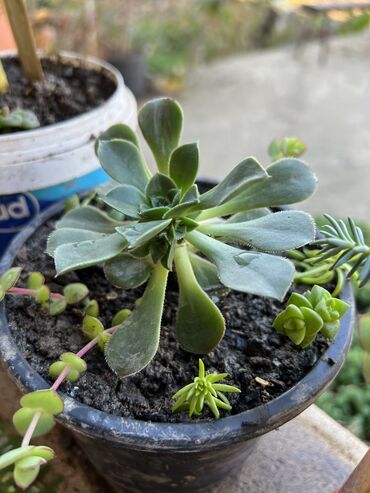 Xalçalar: Xalça -da lalafo.az — 61 Xalçalar: Xalça — 61