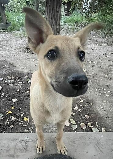 Животные: 🐶 Ищет любящую семью девочка Миса! Знакомьтесь, это Миса — — 1