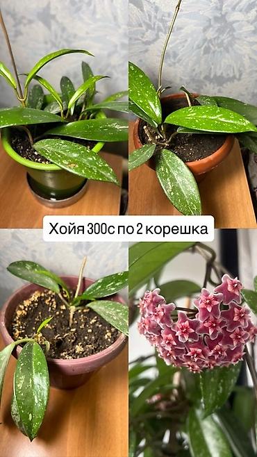 Хойи: Комнатные растения хойя и алоэ вера. Хойя — укоренённые черенки в — 1