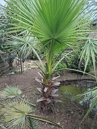 Çöl bitkiləri: Ağac, gullerin satişi — 13