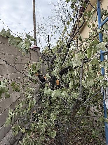 спилы: Дрова Фруктовая древесина, Самовывоз — 1