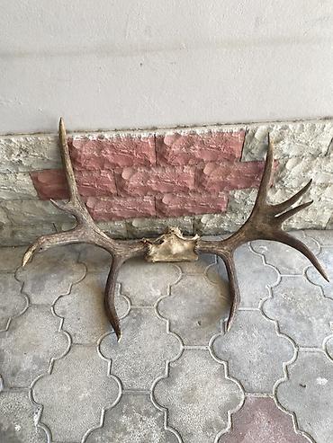 Buynuzlar: Məmulat: maral buynuzu kəllə hissəsi ilə birlikdə (divar bəzəyi üçün) — 3