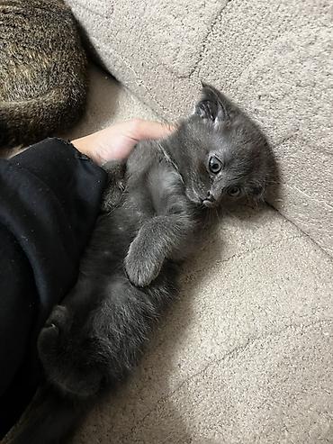 Скотиш Фолд (Шотландская вислоухая), 1 месяц, Девочка, Серый, Метис, Приучена к лотку