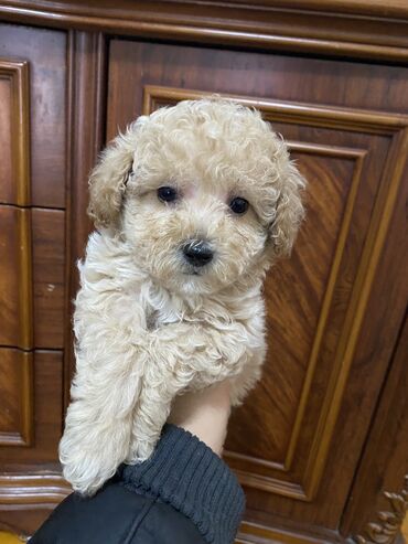 toy terrier: Той пудель .2 месяца 1-ая прививка есть. Девочка . Toy pudel. 2
