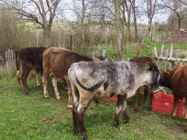 Коровы, быки: Продаю | Музоо, торпок | Алатауская | Для разведения | Привязанные